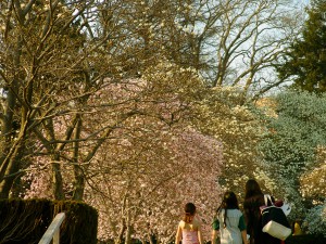 Brooklyn Botanical Garden © Oda Cordes